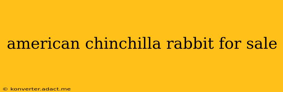 american chinchilla rabbit for sale