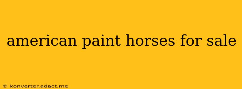 american paint horses for sale