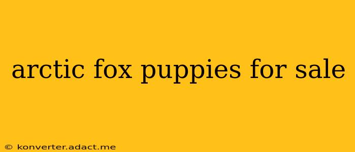 arctic fox puppies for sale