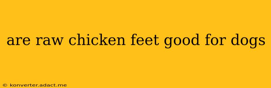 are raw chicken feet good for dogs