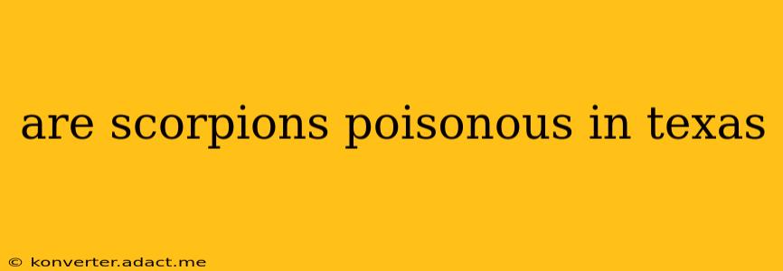 are scorpions poisonous in texas