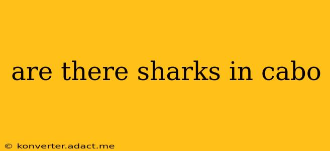 are there sharks in cabo