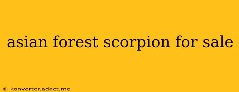 asian forest scorpion for sale
