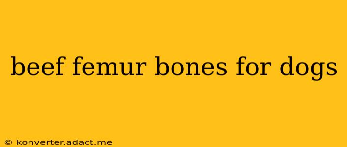 beef femur bones for dogs