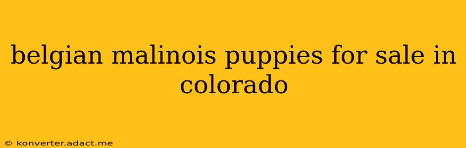 belgian malinois puppies for sale in colorado