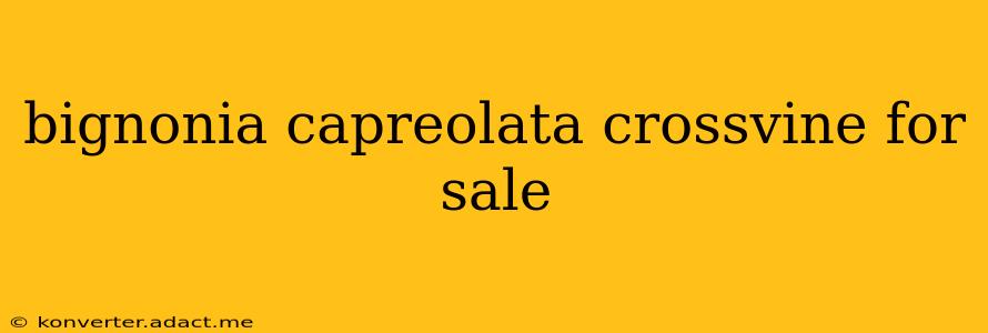 bignonia capreolata crossvine for sale