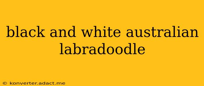 black and white australian labradoodle