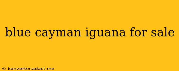 blue cayman iguana for sale