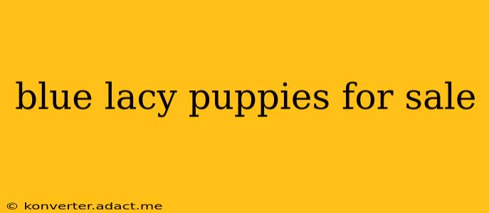 blue lacy puppies for sale