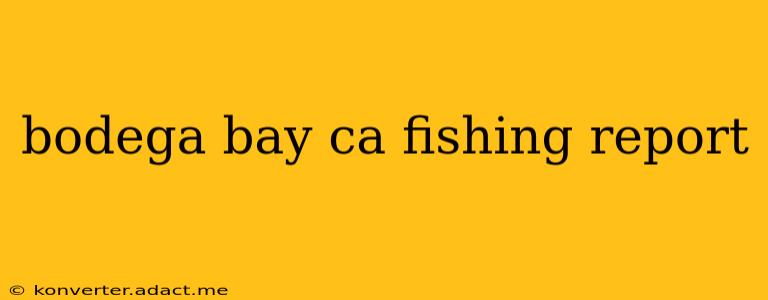 bodega bay ca fishing report