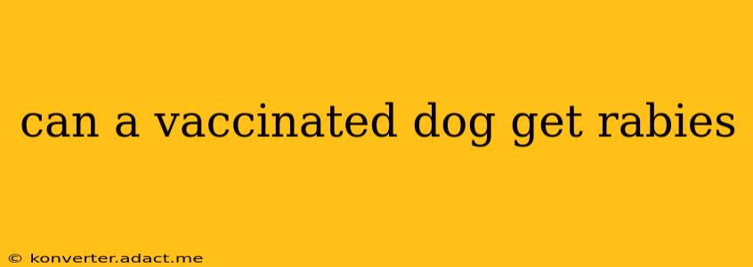 can a vaccinated dog get rabies