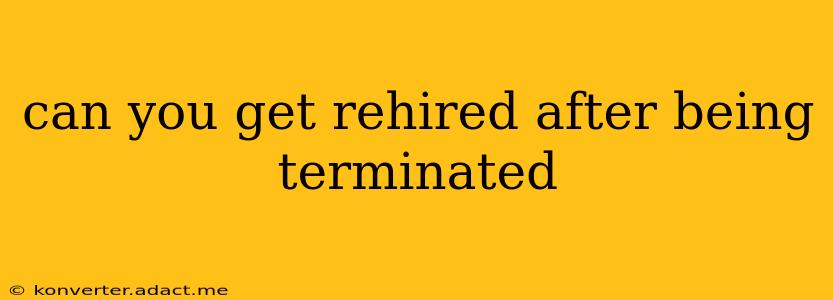 can you get rehired after being terminated