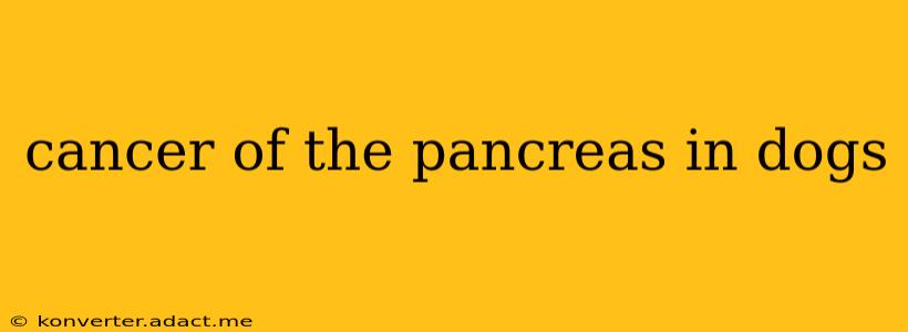 cancer of the pancreas in dogs
