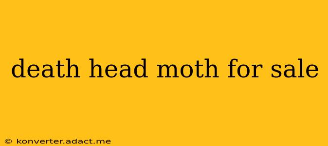 death head moth for sale