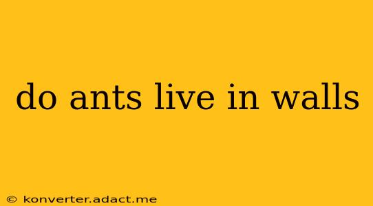 do ants live in walls