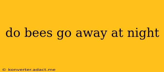 do bees go away at night