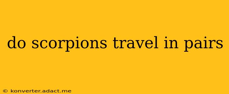 do scorpions travel in pairs