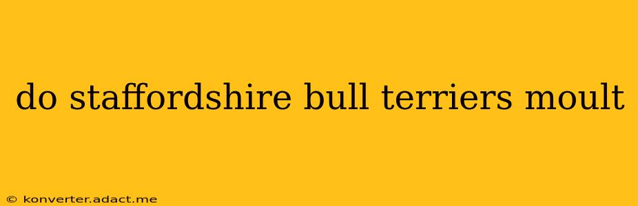 do staffordshire bull terriers moult