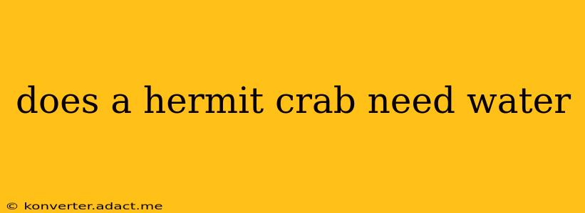 does a hermit crab need water