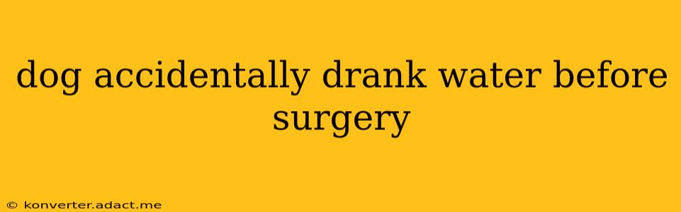 dog accidentally drank water before surgery