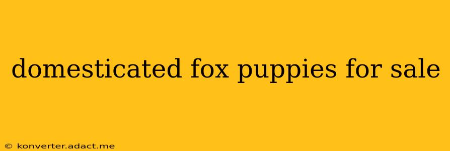 domesticated fox puppies for sale