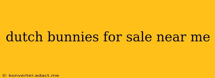dutch bunnies for sale near me
