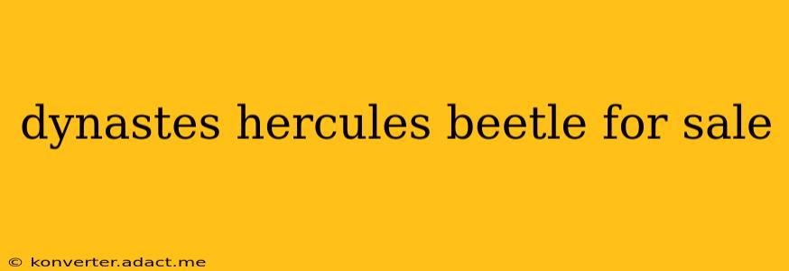 dynastes hercules beetle for sale
