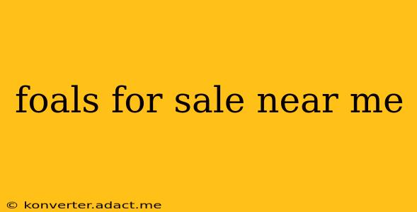 foals for sale near me