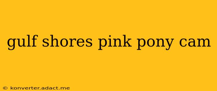 gulf shores pink pony cam