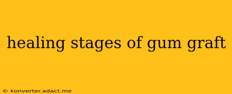 healing stages of gum graft