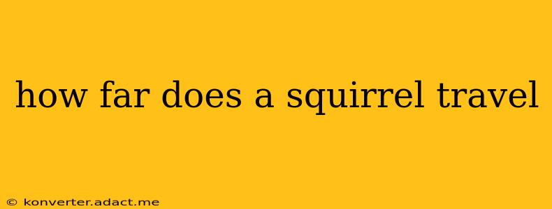 how far does a squirrel travel