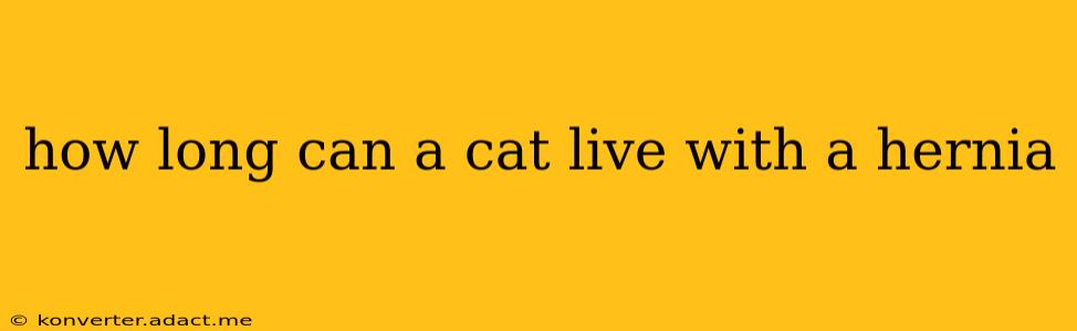how long can a cat live with a hernia