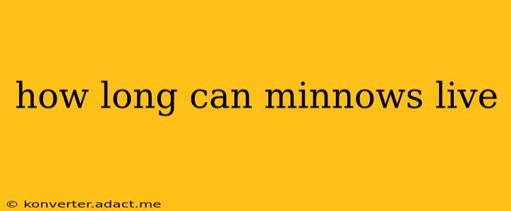 how long can minnows live
