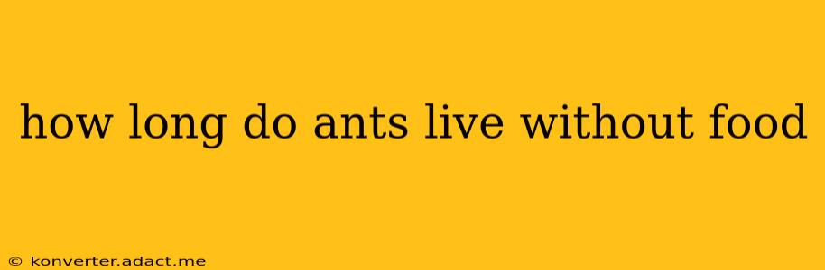 how long do ants live without food