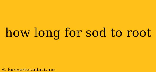 how long for sod to root