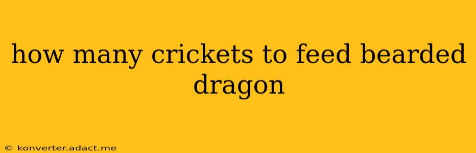how many crickets to feed bearded dragon