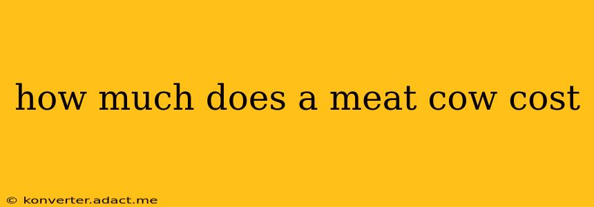 how much does a meat cow cost