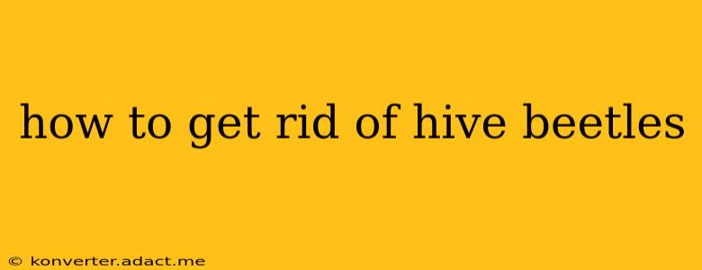 how to get rid of hive beetles