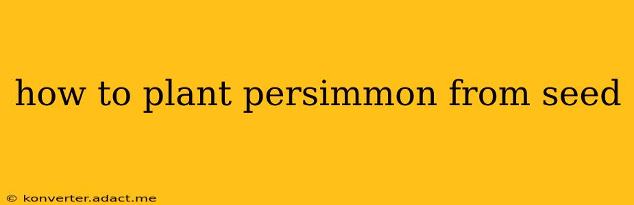 how to plant persimmon from seed