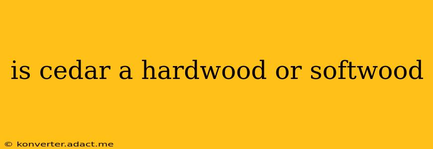 is cedar a hardwood or softwood