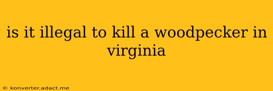 is it illegal to kill a woodpecker in virginia