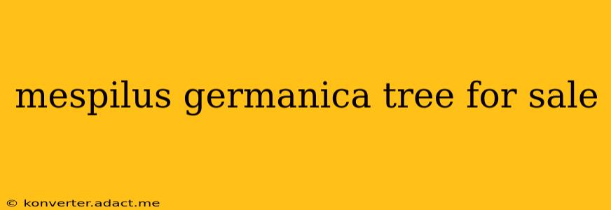 mespilus germanica tree for sale