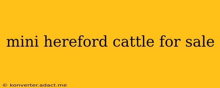 mini hereford cattle for sale