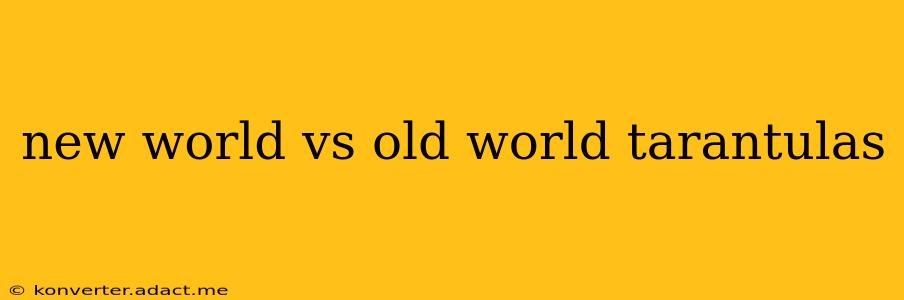 new world vs old world tarantulas