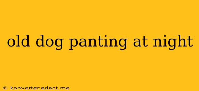 old dog panting at night