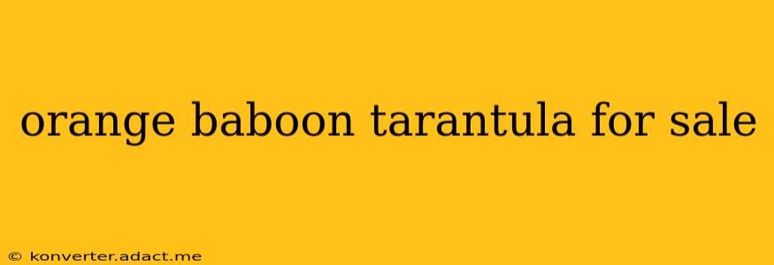 orange baboon tarantula for sale