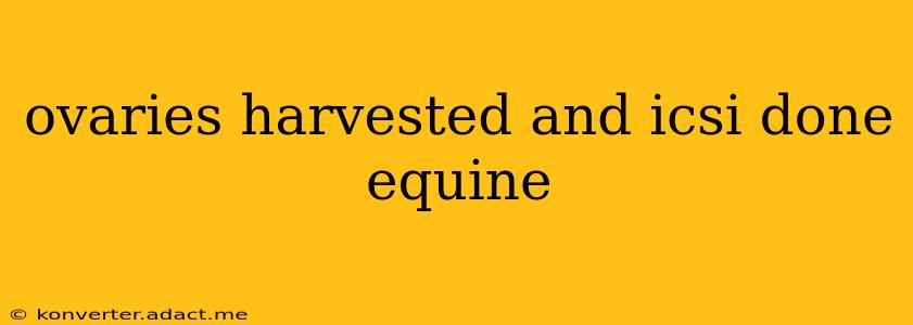 ovaries harvested and icsi done equine