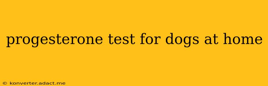 progesterone test for dogs at home