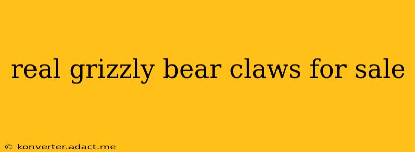 real grizzly bear claws for sale