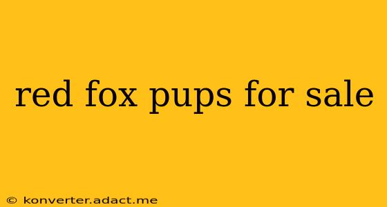 red fox pups for sale
